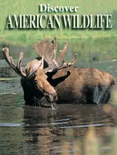 Discover American Wildlife Playing Cards 1
